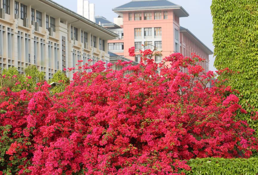 广西中医药大学风景图图片